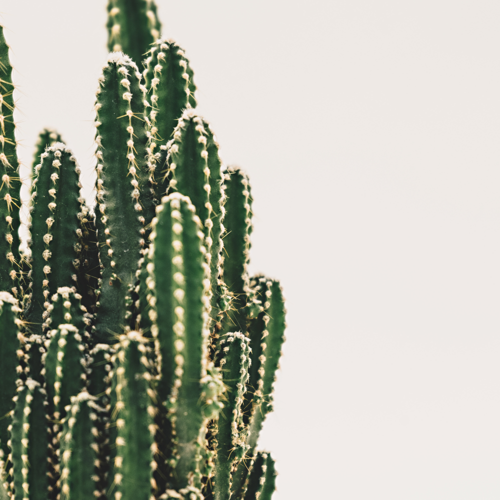 cactus plant